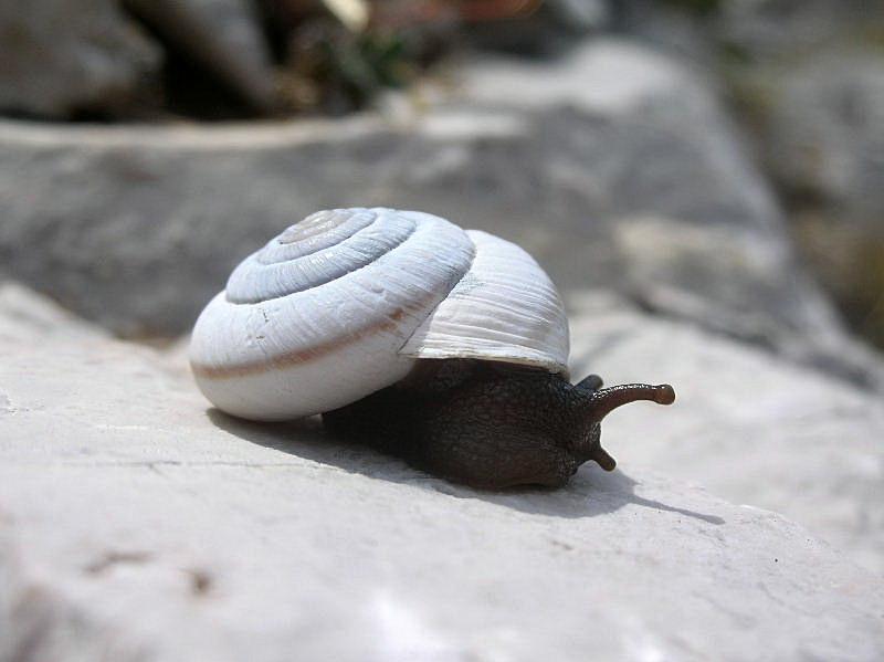 Chilostoma (Chilostoma) cingulatum hermesianum (Pini, 1874)